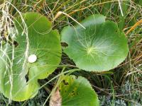 Albums/20060200-New Zealand 2006/20060210-Te Anau to Milford/6